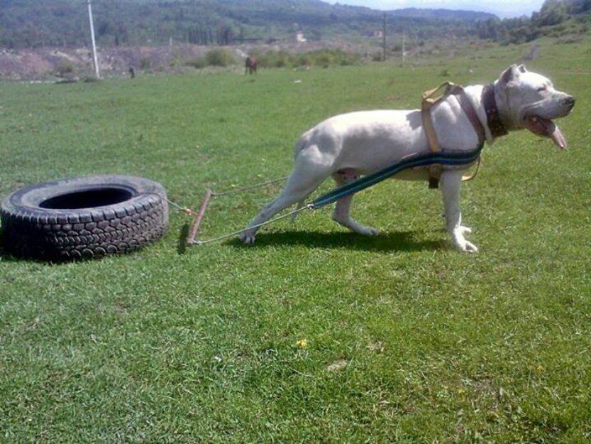 de vanzare mascul dog argentinian - Pret | Preturi de vanzare mascul dog argentinian