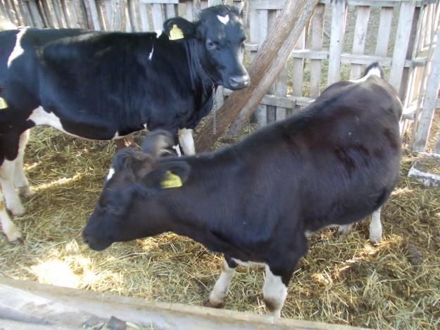 Vand juninci (vaci) de rasa: BNR, Holstein - Pret | Preturi Vand juninci (vaci) de rasa: BNR, Holstein