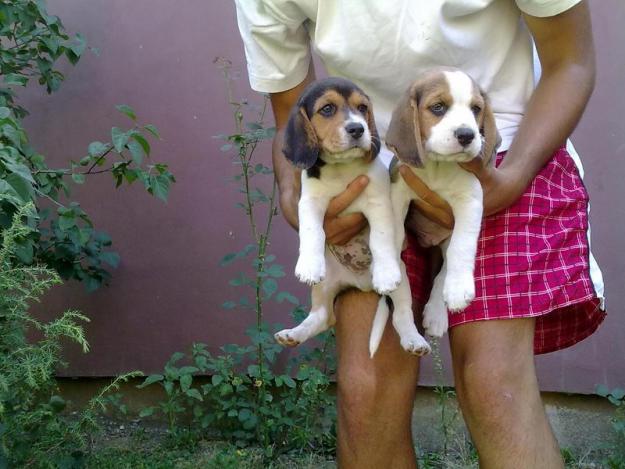 Catelusi bulldog engez,beagle si mops pug - Pret | Preturi Catelusi bulldog engez,beagle si mops pug