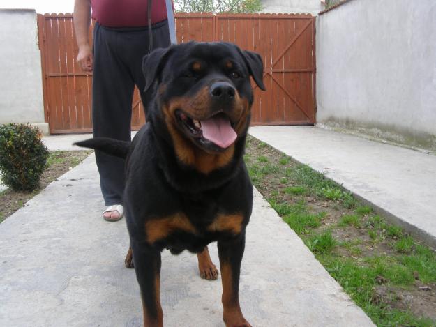 pui rottweiler - Pret | Preturi pui rottweiler