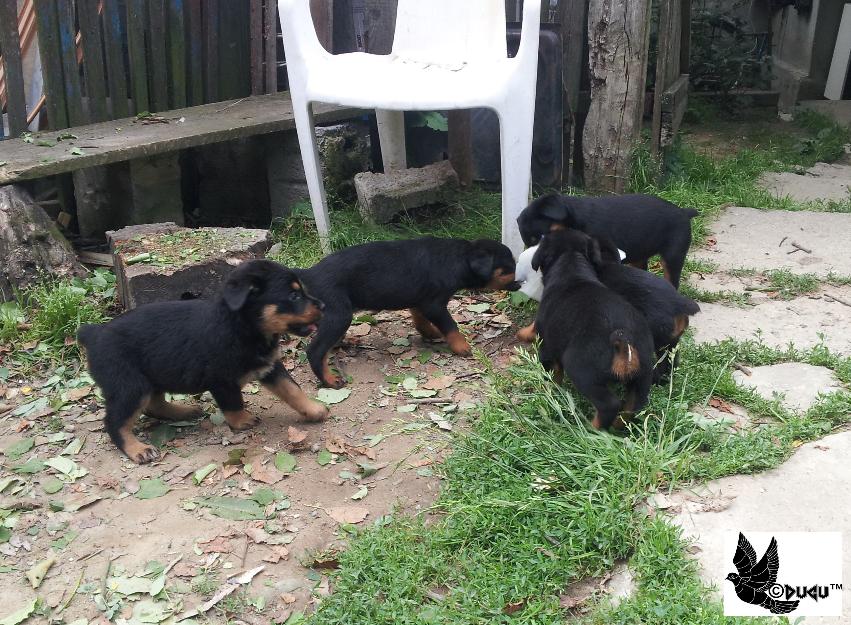 rottweiler de vanzare catei carnet de sanatate - Pret | Preturi rottweiler de vanzare catei carnet de sanatate