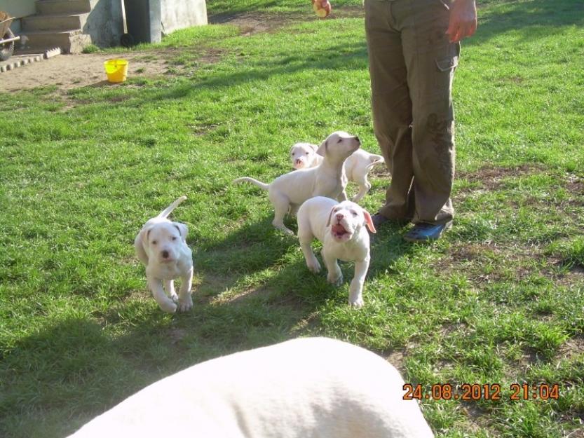 dog argentinian catei de vanzare - Pret | Preturi dog argentinian catei de vanzare