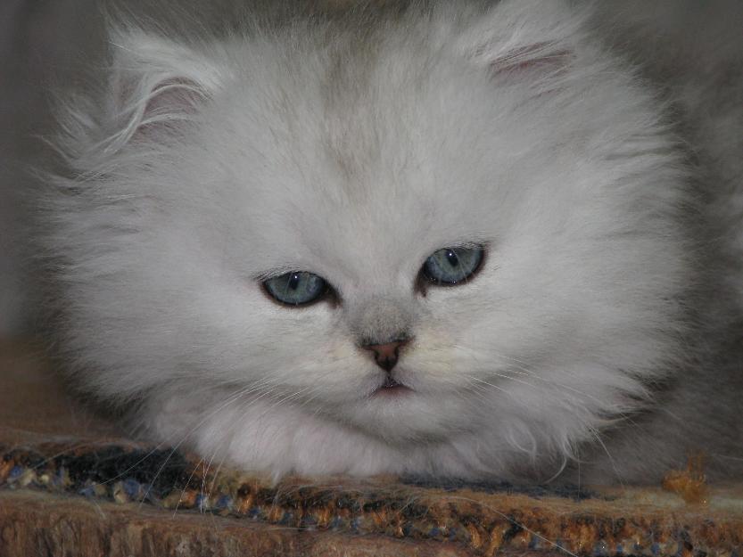 Pui pisica persana Chinchilla - Pret | Preturi Pui pisica persana Chinchilla