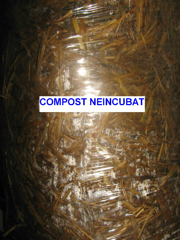 Vand compost ciuperci pleurotus, echipamente ciupercarii - Pret | Preturi Vand compost ciuperci pleurotus, echipamente ciupercarii