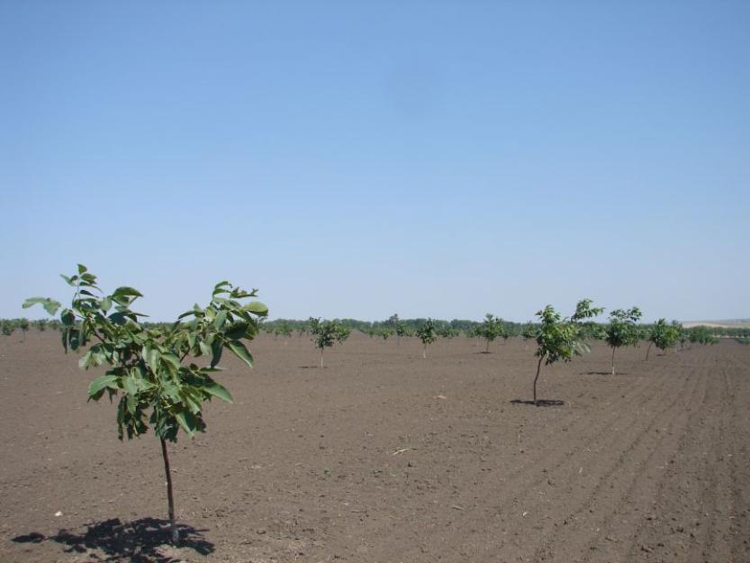 Nuci,aluni,pomi fructiferi,plantatii livezi la cheie - Pret | Preturi Nuci,aluni,pomi fructiferi,plantatii livezi la cheie