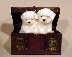 vand bichon maltese - Pret | Preturi vand bichon maltese