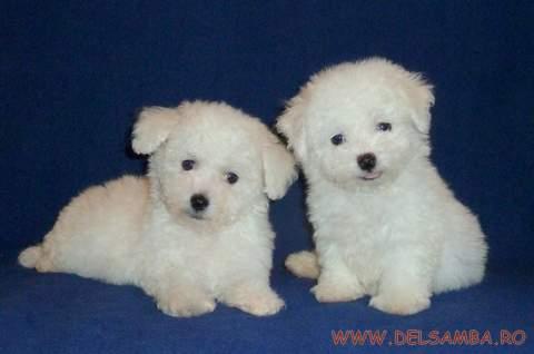 VANZARE PUI DE BICHON BOLOGNESE SI PUI DE BICHON MALTESE - Pret | Preturi VANZARE PUI DE BICHON BOLOGNESE SI PUI DE BICHON MALTESE