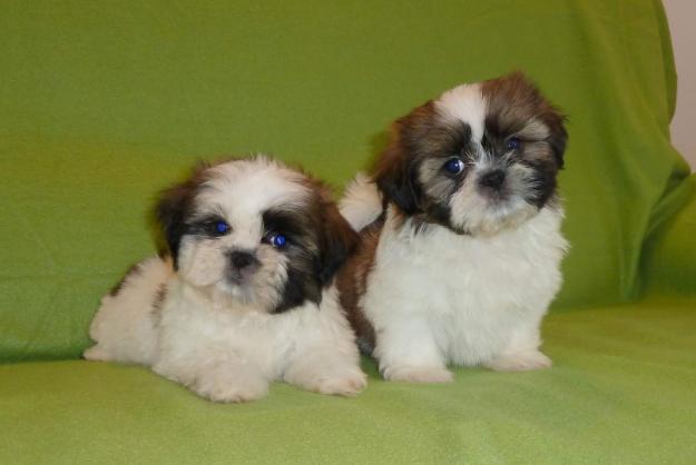 de vanzare pui de SHIH-TZU, de vanzare catei shih-tzu - Pret | Preturi de vanzare pui de SHIH-TZU, de vanzare catei shih-tzu