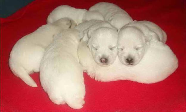westie superbi de vanzare - Pret | Preturi westie superbi de vanzare