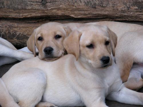 vand pui labrador cu pedigree - Pret | Preturi vand pui labrador cu pedigree