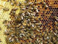 Vand familii albine de productie - Pret | Preturi Vand familii albine de productie