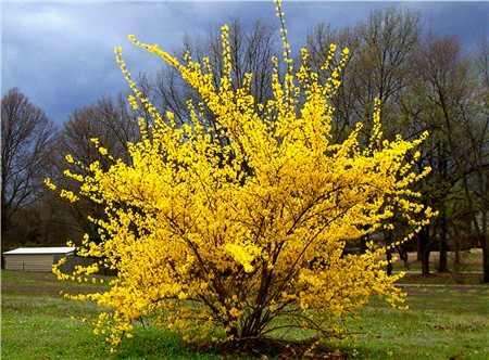 Vand Forsitia (forsythia) - Pret | Preturi Vand Forsitia (forsythia)