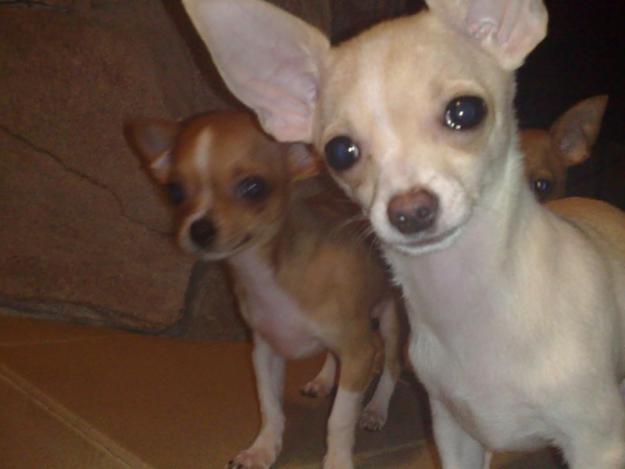Catei Chihuahua de vanzare - Pret | Preturi Catei Chihuahua de vanzare