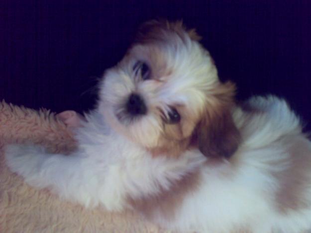 Shih-tzu alb roscat adorabil - Pret | Preturi Shih-tzu alb roscat adorabil
