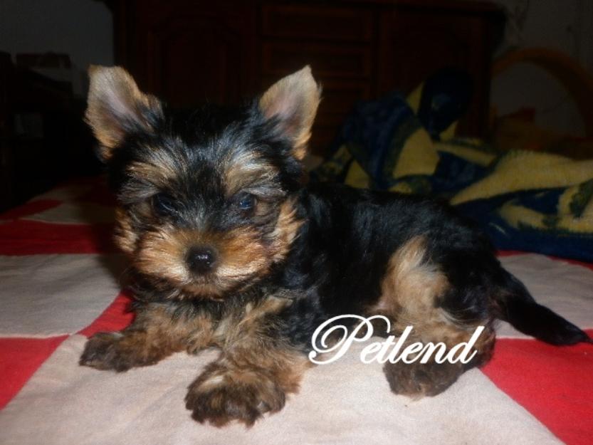 Vand catelusi Yorkshire Terrier vaccinati, deparazitati si cu carnet de sanatate.Pasaport - Pret | Preturi Vand catelusi Yorkshire Terrier vaccinati, deparazitati si cu carnet de sanatate.Pasaport