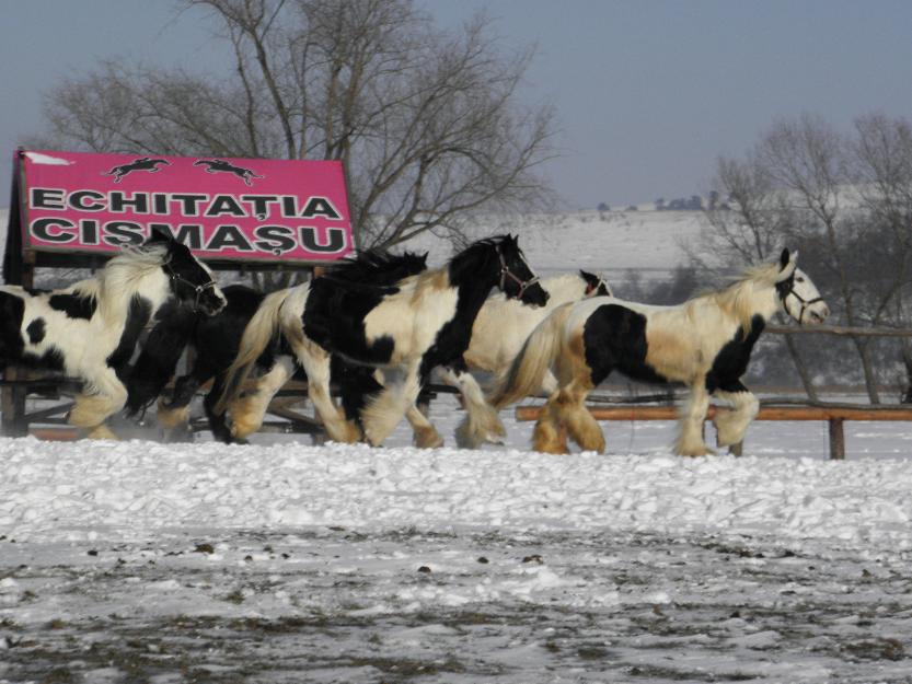 vand gypsy vanner echitatie cismasu - Pret | Preturi vand gypsy vanner echitatie cismasu