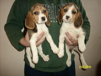 beagle tricolor - Pret | Preturi beagle tricolor