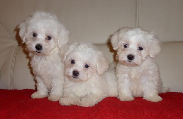 De vanzare pui BICHON BOLOGNESE si BICHON MALTESE - Pret | Preturi De vanzare pui BICHON BOLOGNESE si BICHON MALTESE