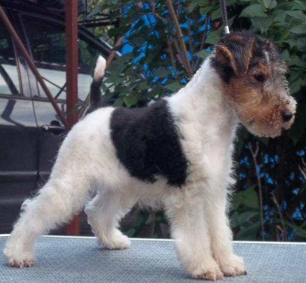 Fox Terrier Sarmosi - Pret | Preturi Fox Terrier Sarmosi