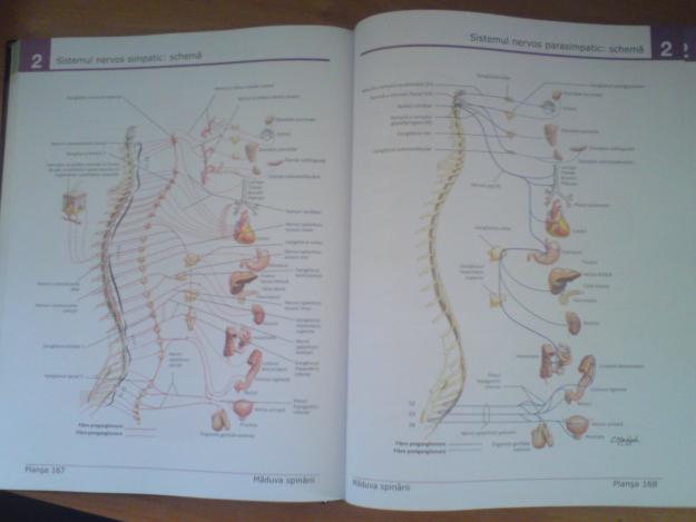 Atlas de Anatomie a Omului editia a4a Frank H. Netter - Pret | Preturi Atlas de Anatomie a Omului editia a4a Frank H. Netter