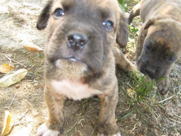 Boxer pui tigrat si negru(foarte frumosi)100%rasa pura - Pret | Preturi Boxer pui tigrat si negru(foarte frumosi)100%rasa pura