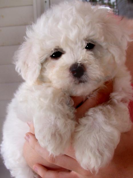 bichon frize albi - Pret | Preturi bichon frize albi