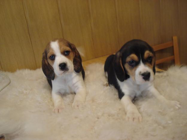 Pui Beagle superbi de vanzare - Pret | Preturi Pui Beagle superbi de vanzare