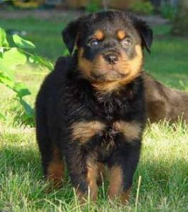 ROTTWEILER de vanzare - Pret | Preturi ROTTWEILER de vanzare