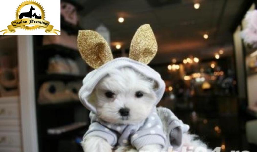 Bichon Maltese, pui 2 luni - Pret | Preturi Bichon Maltese, pui 2 luni
