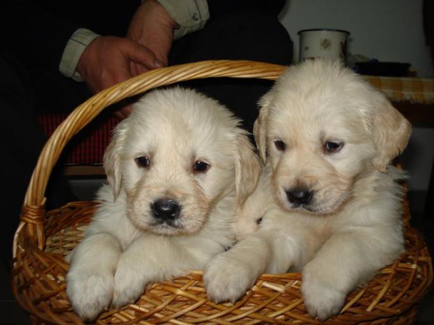 Cumpara un veritabil pui de Golden Retriever - Pret | Preturi Cumpara un veritabil pui de Golden Retriever