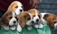Beagle tricolori foarte frumosi - Pret | Preturi Beagle tricolori foarte frumosi