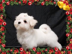 Vand Bichon Maltese SUPERB ! - Pret | Preturi Vand Bichon Maltese SUPERB !