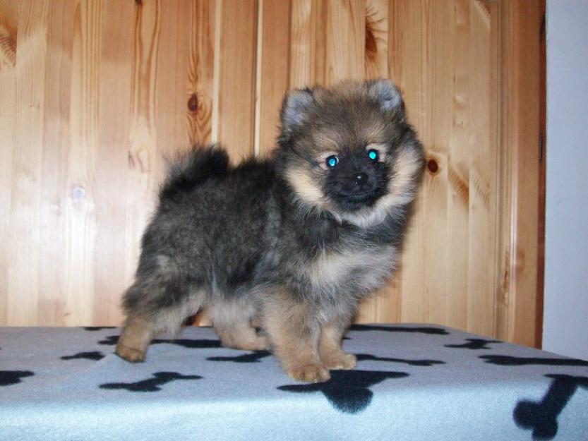 Pui pomeranian de vanzare - Pret | Preturi Pui pomeranian de vanzare