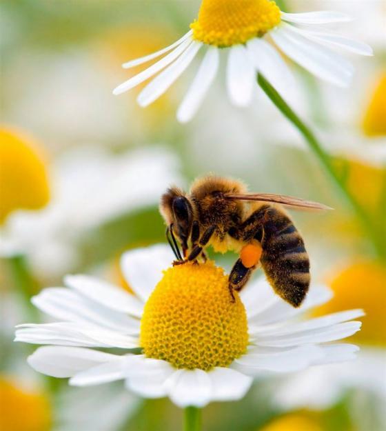 vand produse apicole la pret de producator - Pret | Preturi vand produse apicole la pret de producator