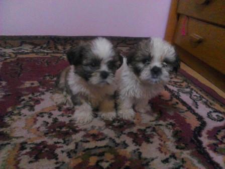 shihtzu - Pret | Preturi shihtzu