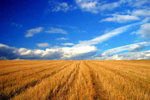 Teren agricol de vanzare Buzau - Pret | Preturi Teren agricol de vanzare Buzau