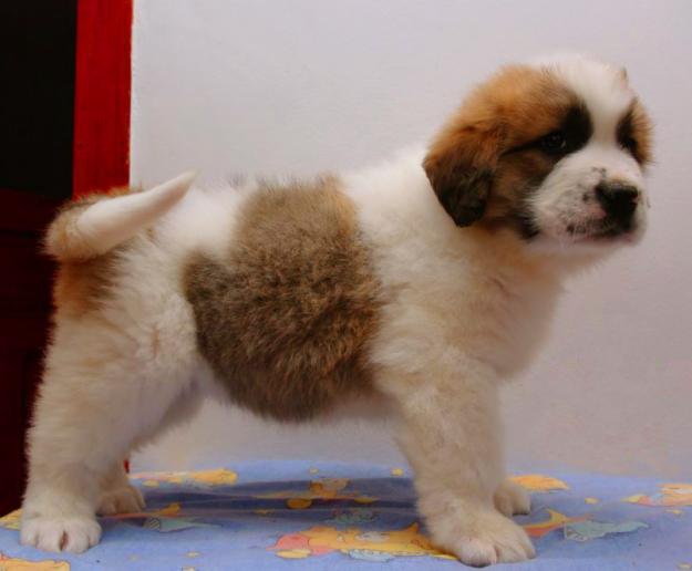 saint bernard - Pret | Preturi saint bernard