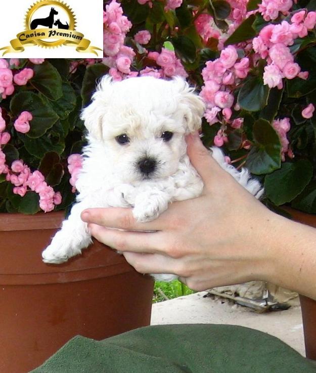 De vanzare Bichon Bolognese - Pret | Preturi De vanzare Bichon Bolognese