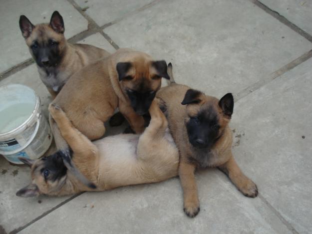 Vand pui Ciobanesc Belgian Malinois - Pret | Preturi Vand pui Ciobanesc Belgian Malinois