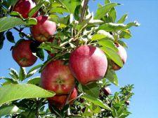 Pomi fructiferi - Pret | Preturi Pomi fructiferi