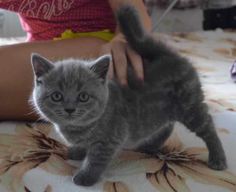 British Shorthair Blue Spotted de Vanzare - Pret | Preturi British Shorthair Blue Spotted de Vanzare