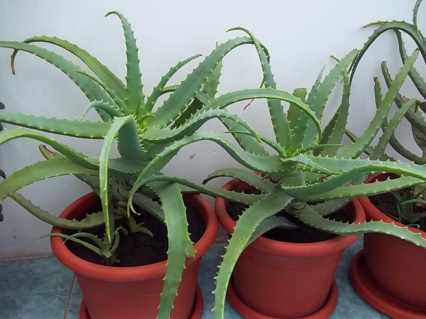 Vand Aloe Arborescens Bio.Preturi incepand cu 10 lei. - Pret | Preturi Vand Aloe Arborescens Bio.Preturi incepand cu 10 lei.