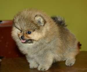 pomeranian,prenotari pui pomeranian - Pret | Preturi pomeranian,prenotari pui pomeranian