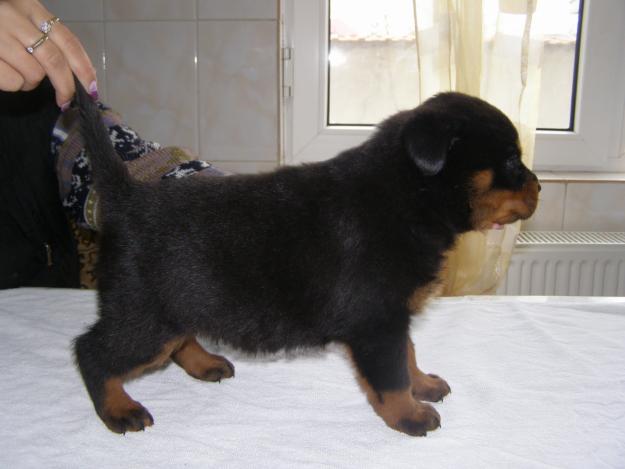 pui rottweiler talie mare - Pret | Preturi pui rottweiler talie mare