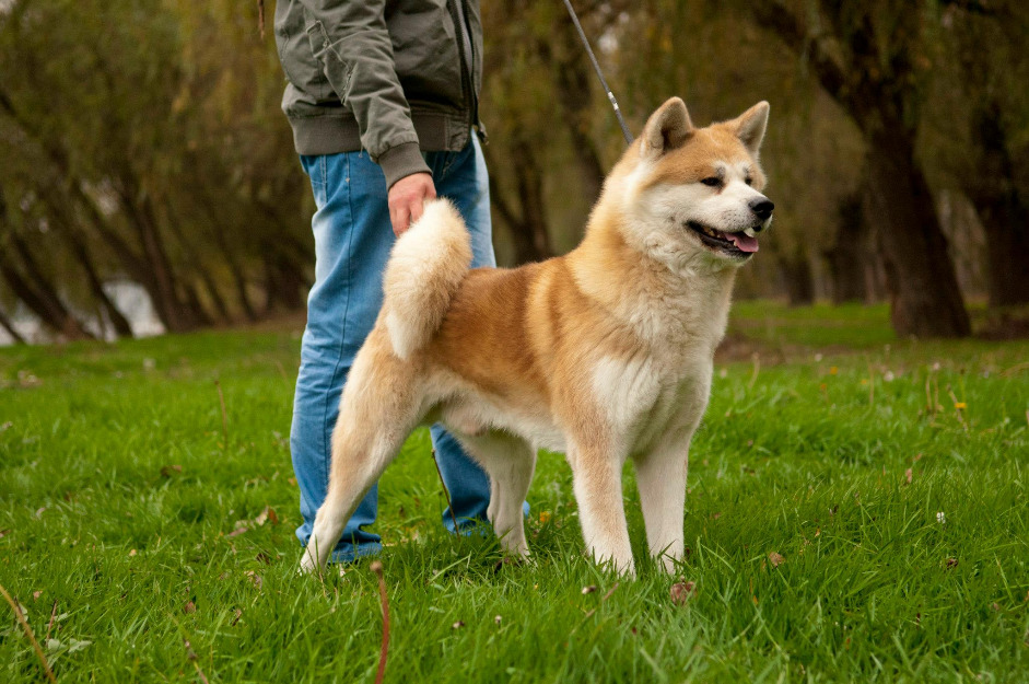 Akita Inu Dog ready for mating. - Pret | Preturi Akita Inu Dog ready for mating.