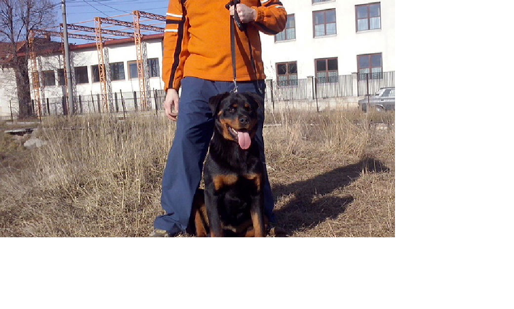 catei rottweiler de vanzare - Pret | Preturi catei rottweiler de vanzare