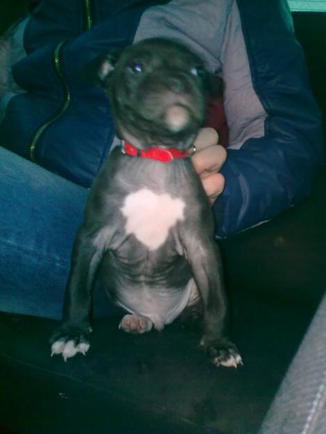 mascul pitbull de vanzare - Pret | Preturi mascul pitbull de vanzare