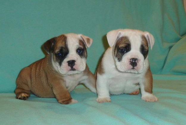 pui bulldog englez - caliate - Pret | Preturi pui bulldog englez - caliate