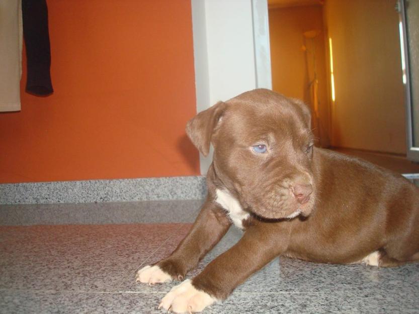 pui pitbull red si blue nose - Pret | Preturi pui pitbull red si blue nose