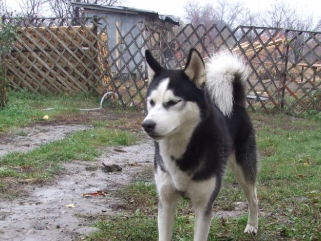 IMPERECHEZ CAINE HUSKY - Pret | Preturi IMPERECHEZ CAINE HUSKY